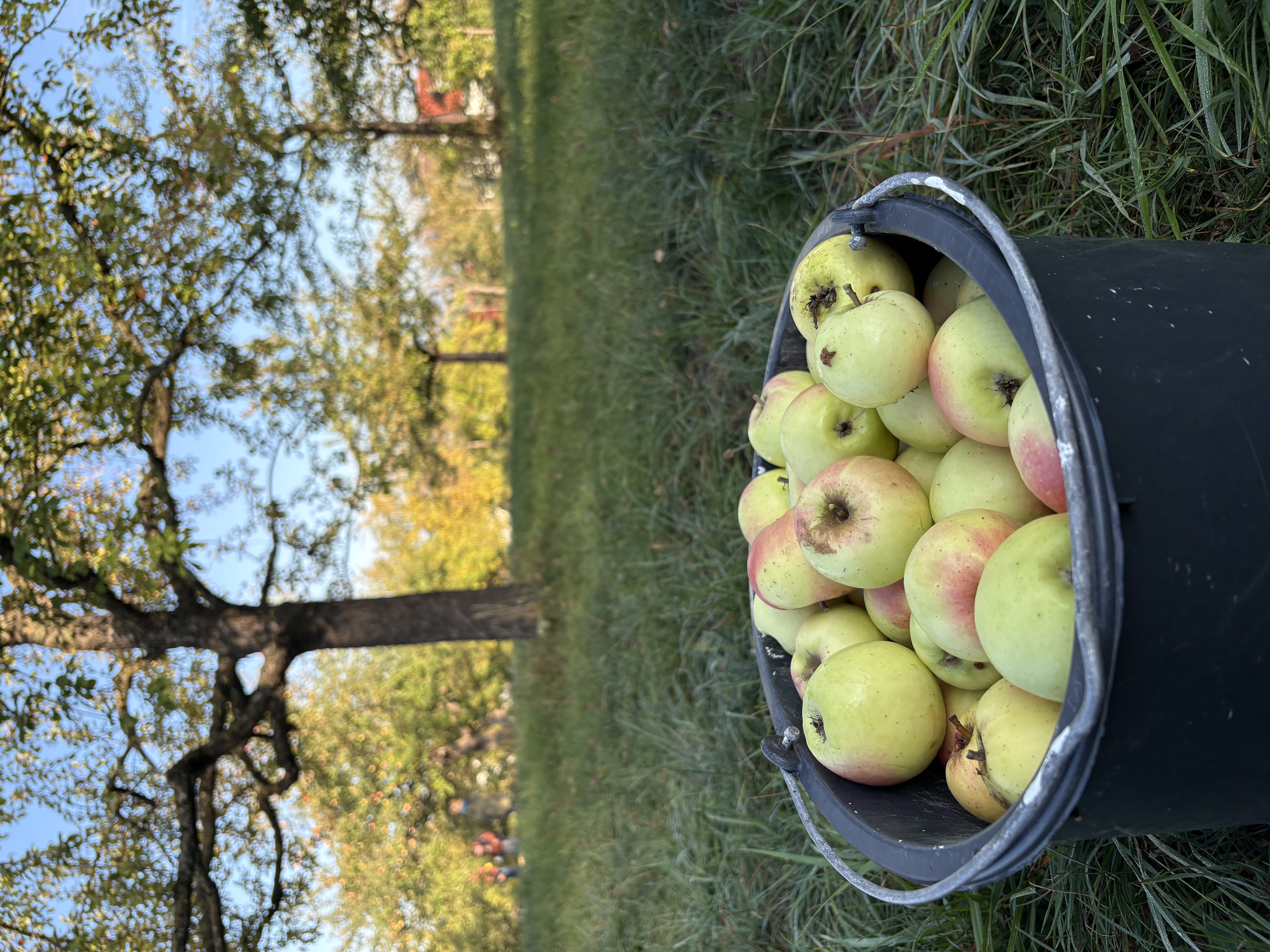 Foto: Ein eimer voller Äpfel auf der Streuobstwiese