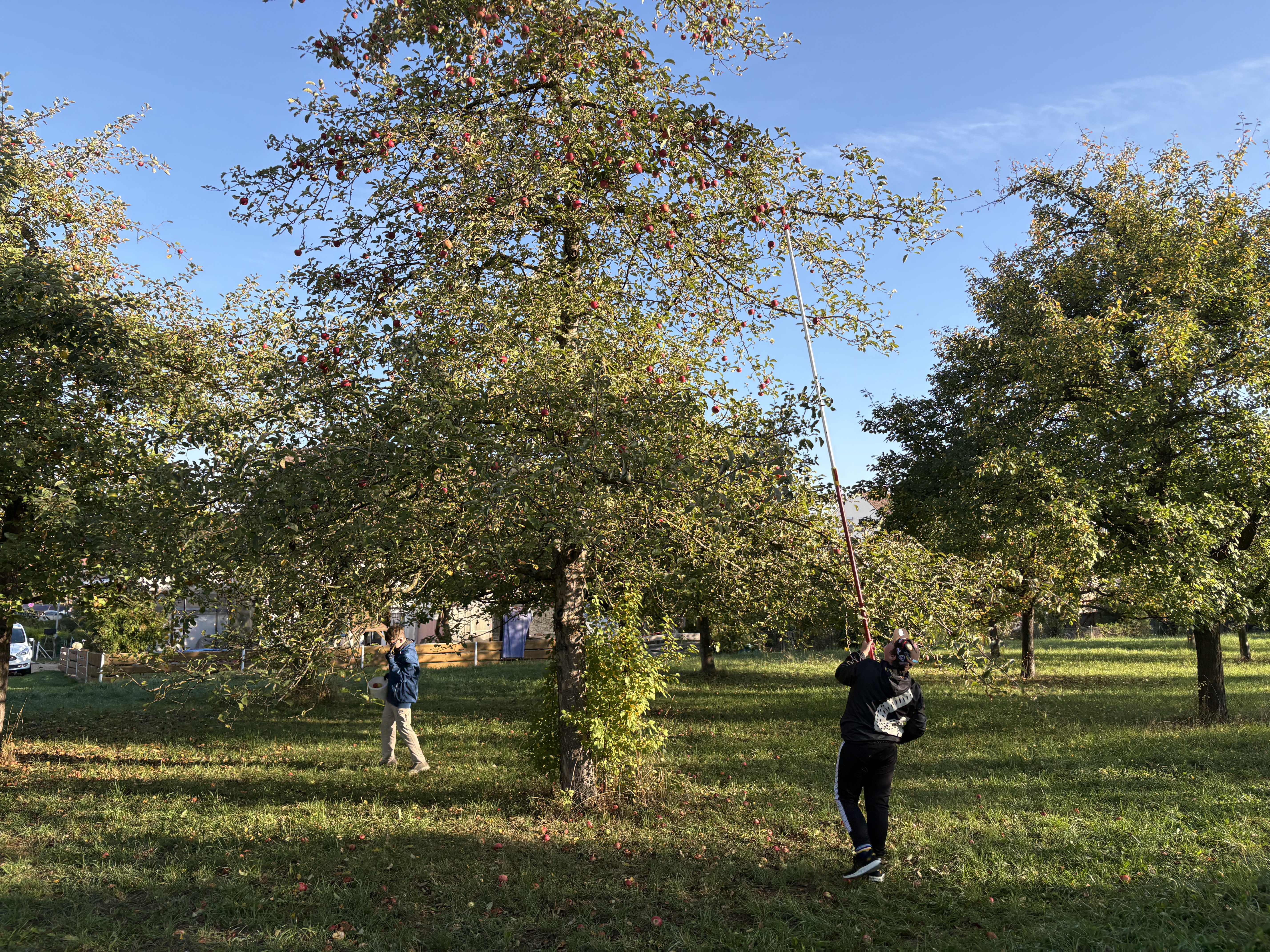 Foto: Ein Schüler schüttelt mit einer Schüttelstange Äpfel von einem Baum